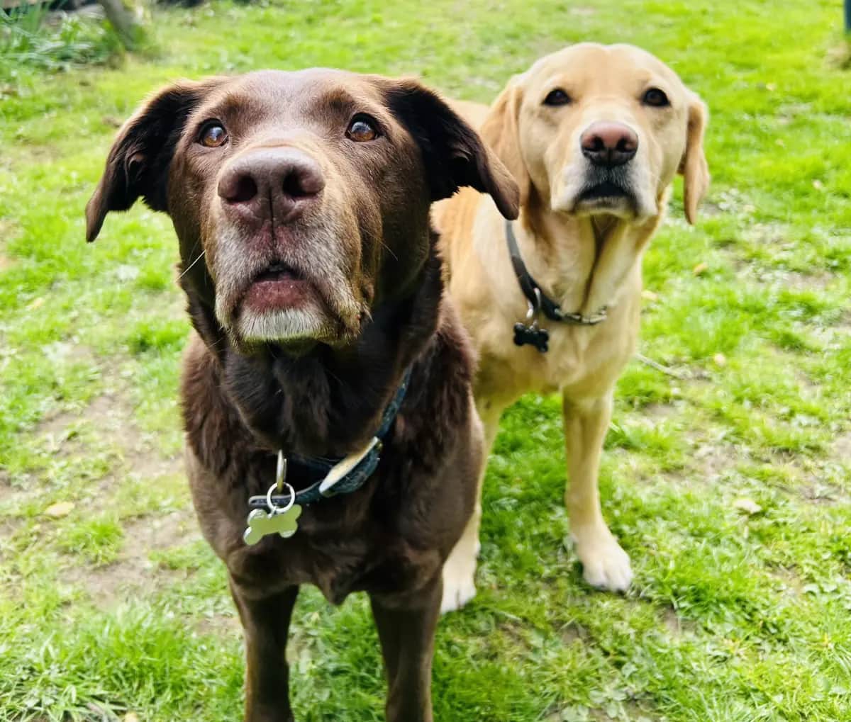 2 playful labradors looked after by Lill