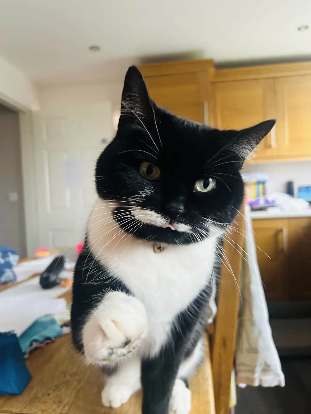 Cat reaching paw to pet sitter