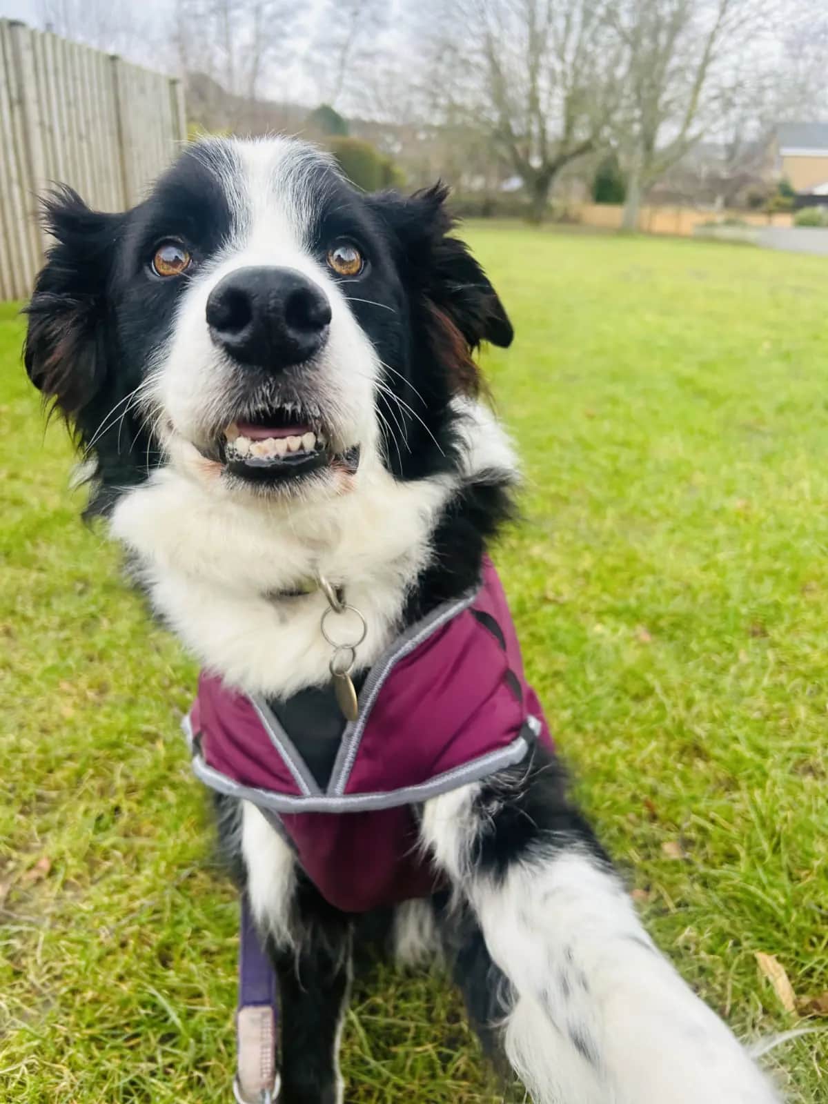 Border collie on dog walk