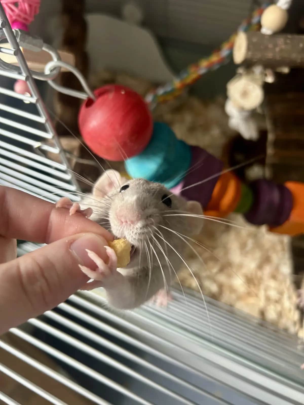 Hamster eating treate given by Penrith pet sitter