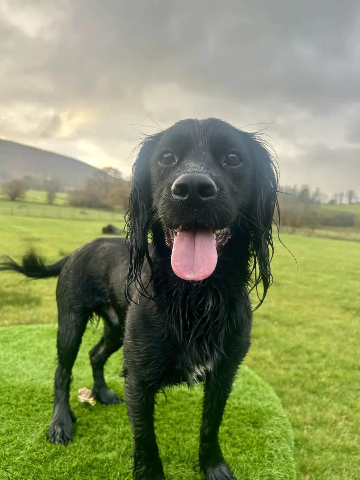 Dog having fun on dog walker walk