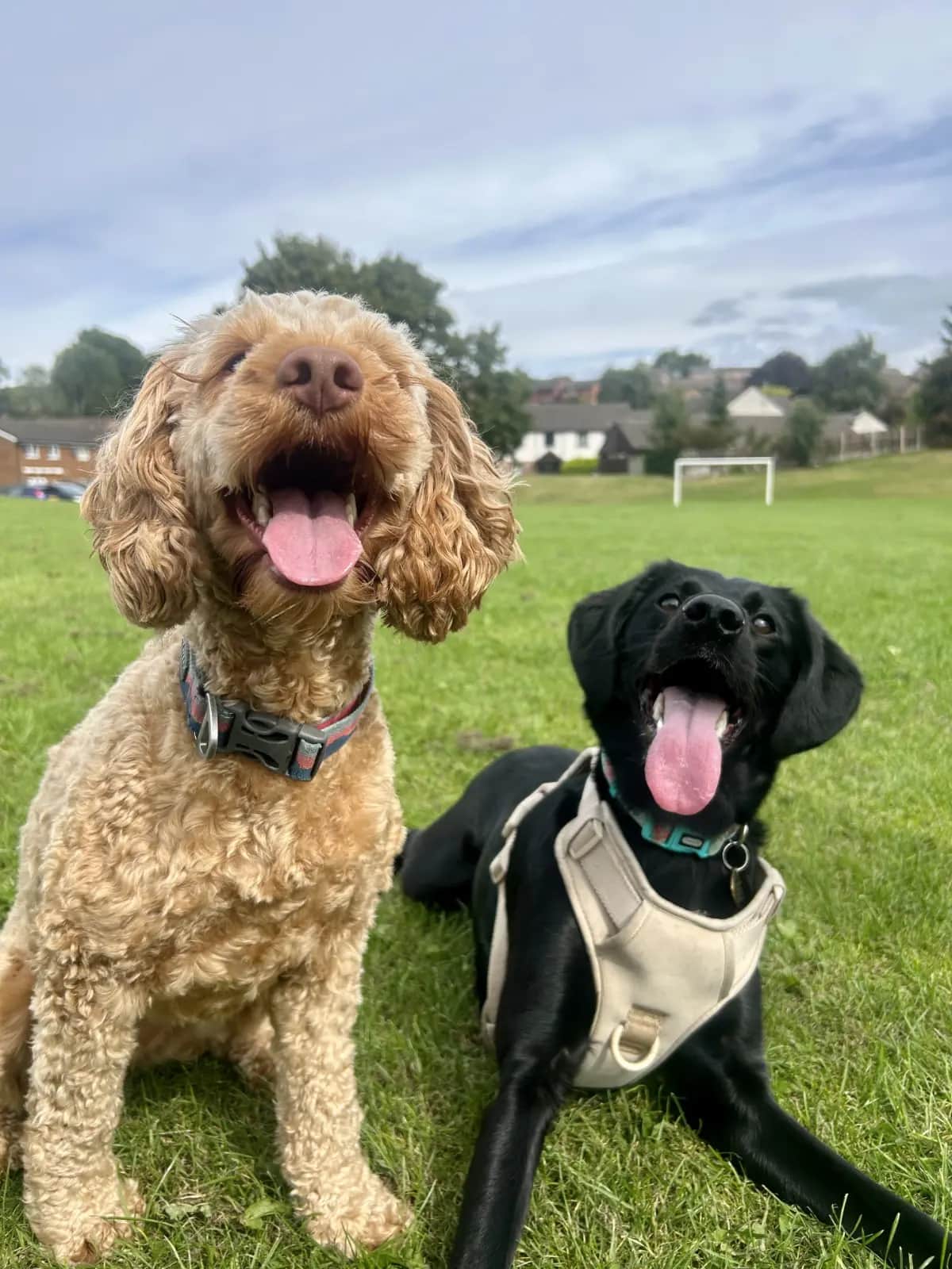 Two dogs playing in village near Penrith