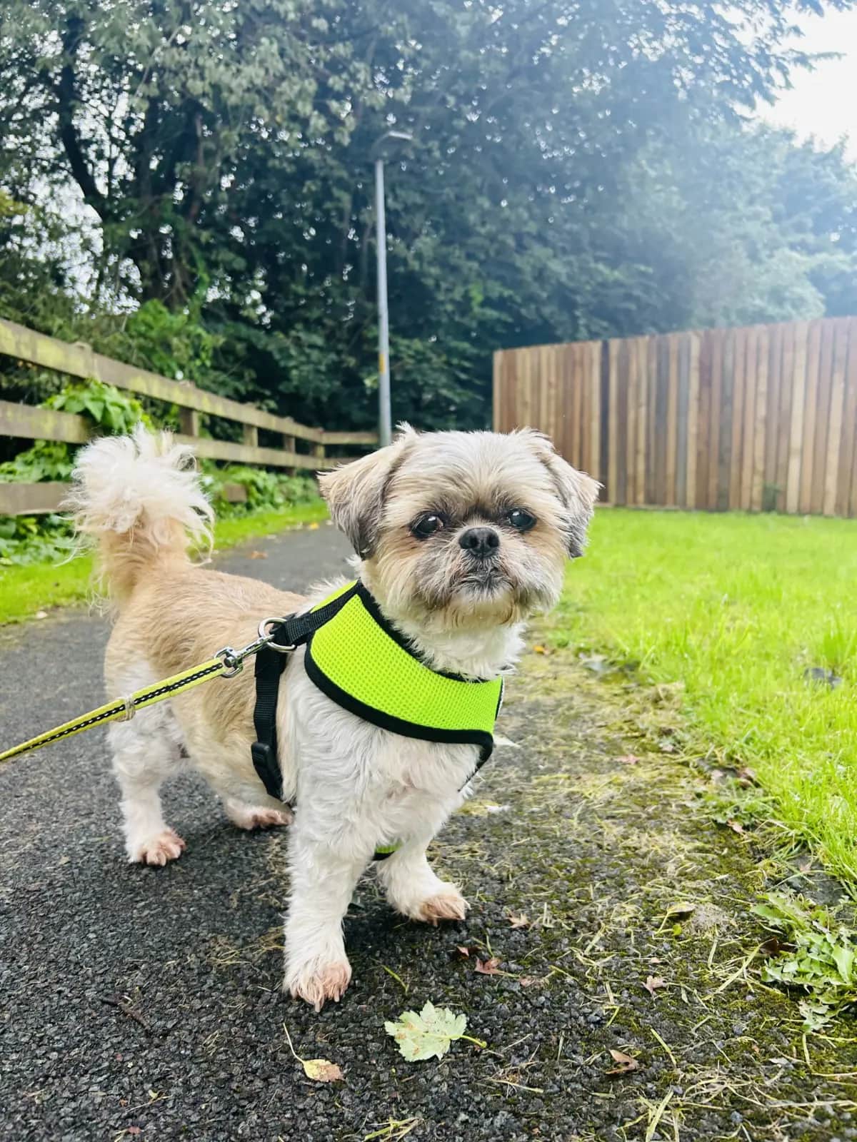 Dog on walk with dog walker in Penrith